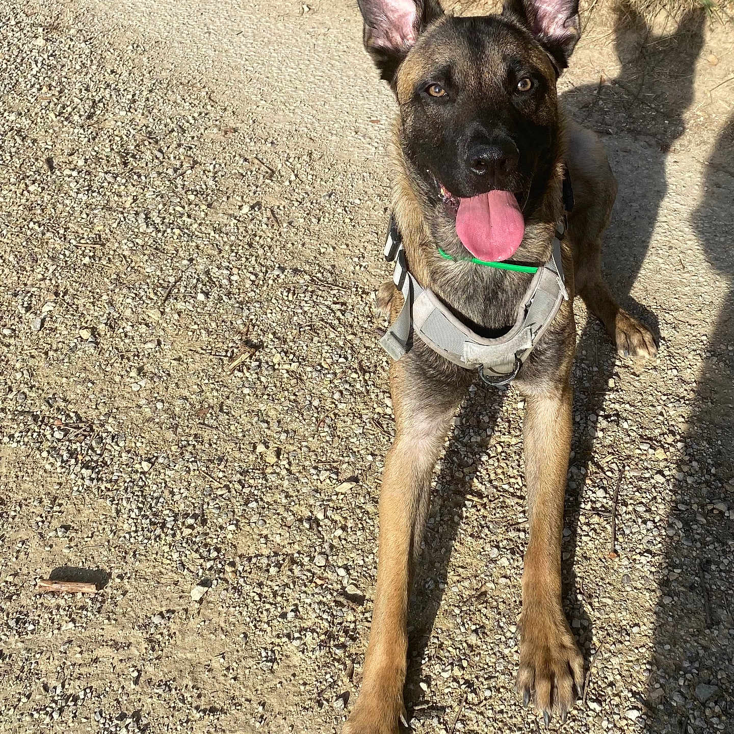 Usko participe au concours pour gagner de l'argent avec cette photo : alert, animal, black, brown, canine, daylight, dog, ears, friendly, gravel, ground, harness, nature, outdoor, pet, playful, shadow, sitting, sunlight, tongue_out