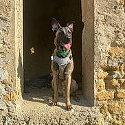 Usko participe au concours pour gagner de l'argent avec cette photo : dog, canine, pet, sitting, harness, window_frame, stone_wall, sunlight, shadow, ears_up, tongue_out, outdoor, animal, brown_fur, alert, old_building, texture, daytime, looking_away, muzzle