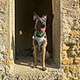 dog, canine, pet, sitting, harness, window_frame, stone_wall, sunlight, shadow, ears_up, tongue_out, outdoor, animal, brown_fur, alert, old_building, texture, daytime, looking_away, muzzle