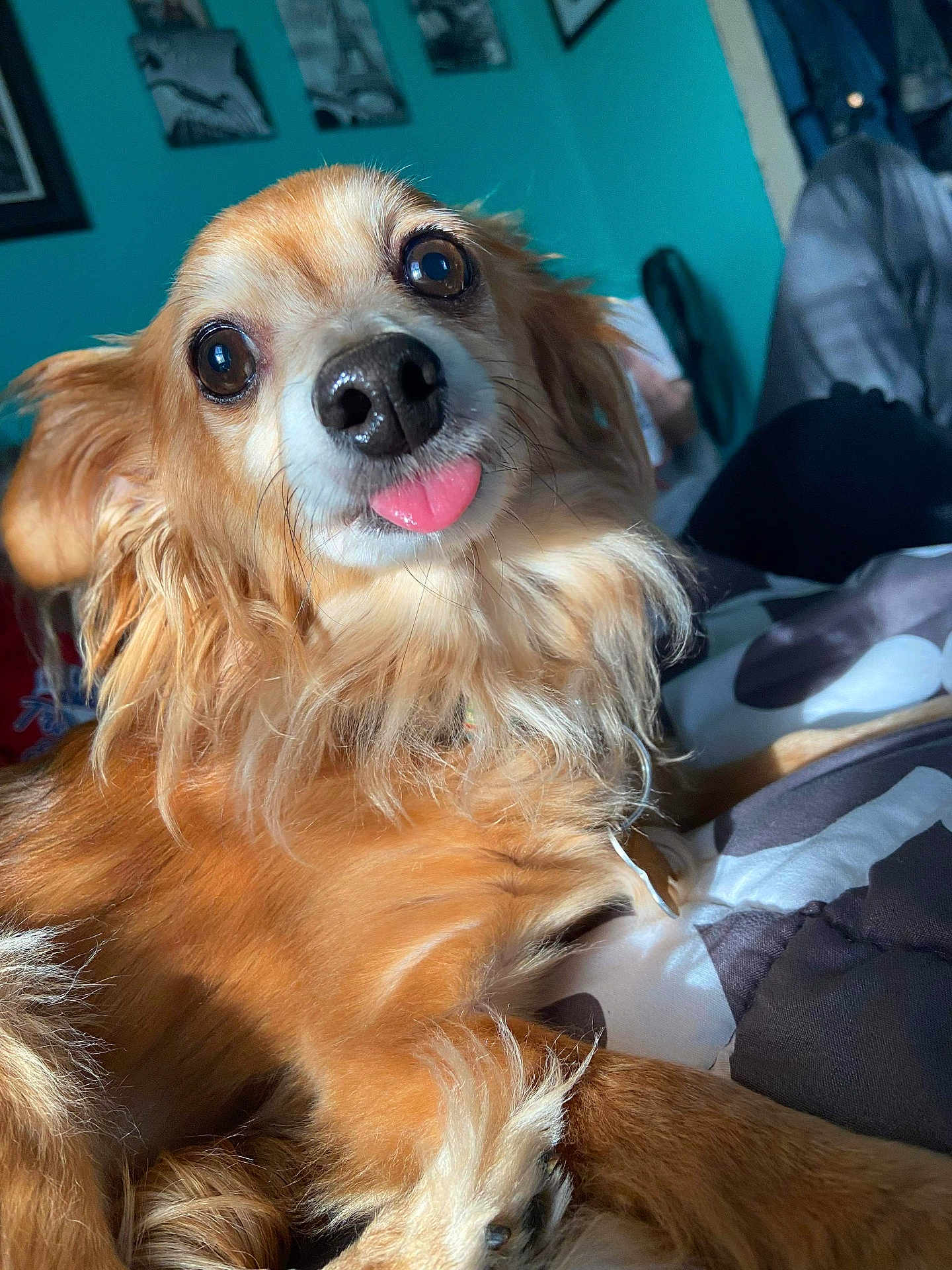 Roo Roo is registered to the contest to win money with this photo: dog, small_dog, tongue_out, close_up, brown_fur, bed, blanket, indoor, pet, cute, playful, animal, fur, eyes, nose, ears, collar, home, cozy, portrait