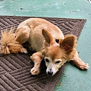 Roo Roo joined the competition — help win amazing prizes! dog, animal, pet, lying_down, brown_fur, fluffy_tail, ears, mat, floor, green_floor, outdoor, relaxed, resting, paws, canine, domestic_animal, companion, quiet, home, sleepy