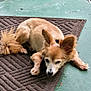 dog, animal, pet, lying_down, brown_fur, fluffy_tail, ears, mat, floor, green_floor, outdoor, relaxed, resting, paws, canine, domestic_animal, companion, quiet, home, sleepy