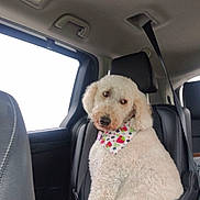 Molly joined the competition — help win amazing prizes! dog, white_dog, curly_fur, bandana, car_interior, car_seat, leather_seat, pet, animal, window, seatbelt, curious, sitting, fluffy, travel, road_trip, companion, cute, domestic_animal, portrait