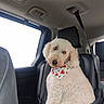 dog, white_dog, curly_fur, bandana, car_interior, car_seat, leather_seat, pet, animal, window, seatbelt, curious, sitting, fluffy, travel, road_trip, companion, cute, domestic_animal, portrait