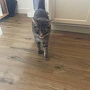 Leo is registered to the contest to win money with this photo: animal, cabinet, cat, curious, domestic_cat, ears, feline, flooring, fur, gray_tabby, home, household, indoor, kitchen, pet_bowls, tail_up, walking, water_dispenser, whiskers, wooden_floor