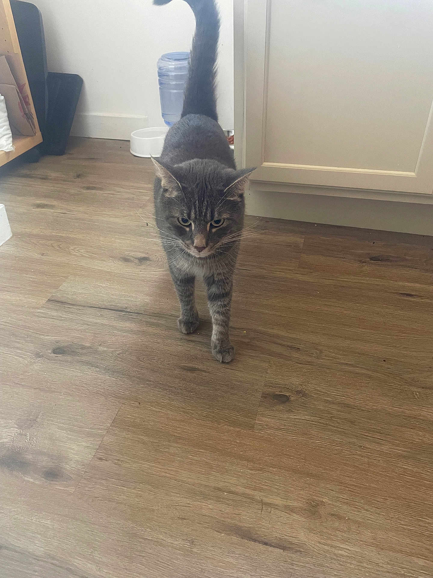 Leo