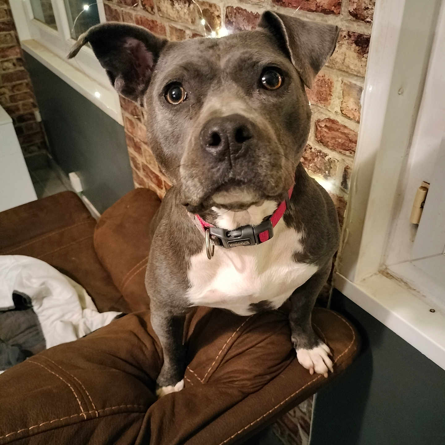 Brooklyn participe au concours pour gagner de l'argent avec cette photo : animal, architecture, armchair, boxer, brick, building, bulldog, canine, chair, couch, dog, frenchbulldog, furniture, indoors, interiordesign, livingroom, pet, pitbull, puppy, room