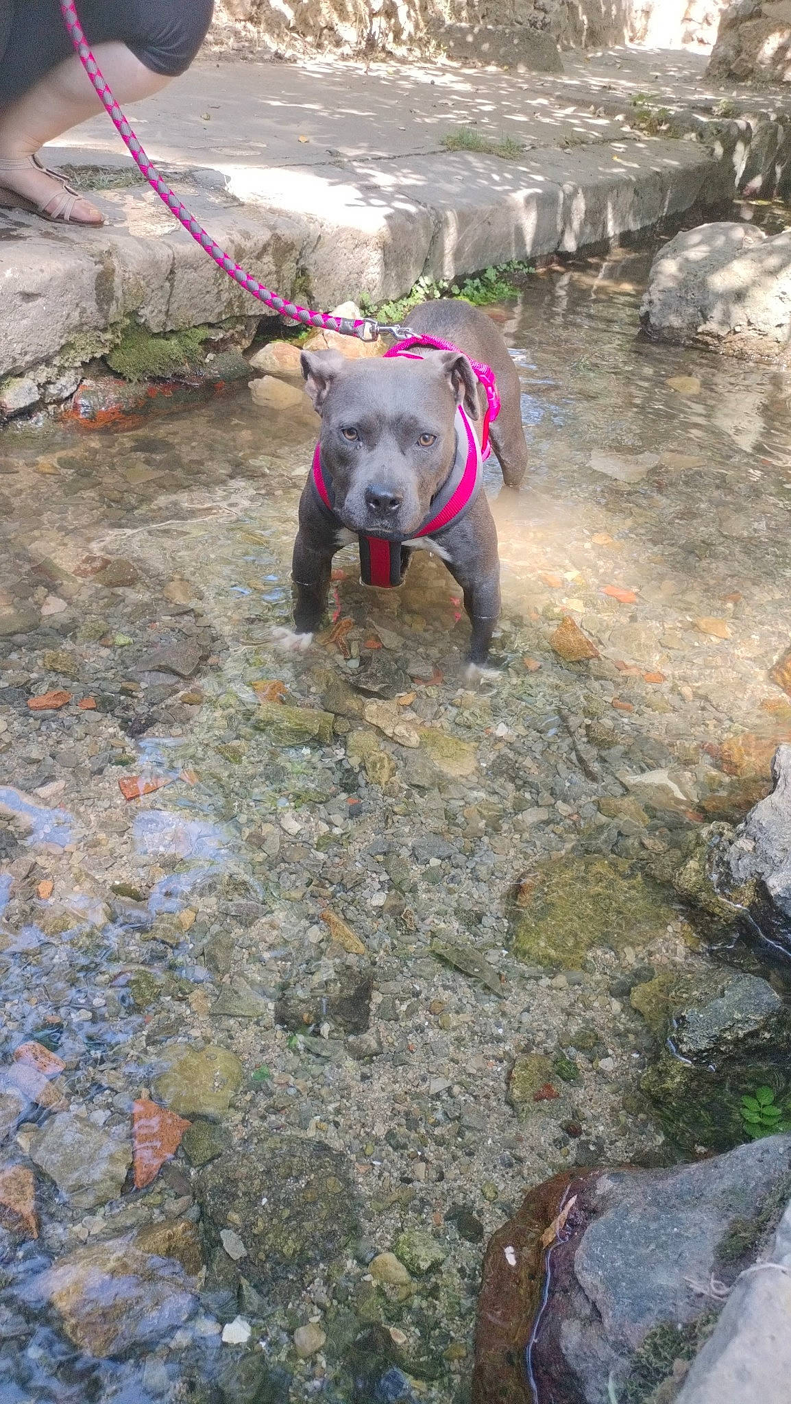 Brooklyn a rejoint le concours — aidez-le/la à gagner de superbes lots ! adventure, bedrock, canidae, carnivore, collar, dog, dog_breed, dog_collar, dog_supply, fawn, leash, pet_supply, recreation, road_surface, rock, snout, soil, sporting_group, water, working_animal