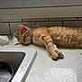 Fanta joined the competition — help win amazing prizes! cat, ginger_cat, sleeping, kitchen, countertop, window, sink, soapy_water, tile_wall, relaxation, domestic, pet, animal, fur, whiskers, pink_nose, paws, indoor, quiet, daylight