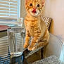 Fanta joined the competition — help win amazing prizes! cat, kitten, orange_tabby, glass_table, glass_of_water, indoor, window, blinds, chair, patterned_chair, licking_lips, curious, pet, animal, feline, young_cat, domestic_cat, table, reflection, cozy