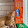 cat, orange_tabby, soda, fanta, sprite, box, kitchen, tile_wall, relaxed, curious, pet, animal, feline, indoor, cute, orange_color, whiskers, paws, resting, domestic_cat