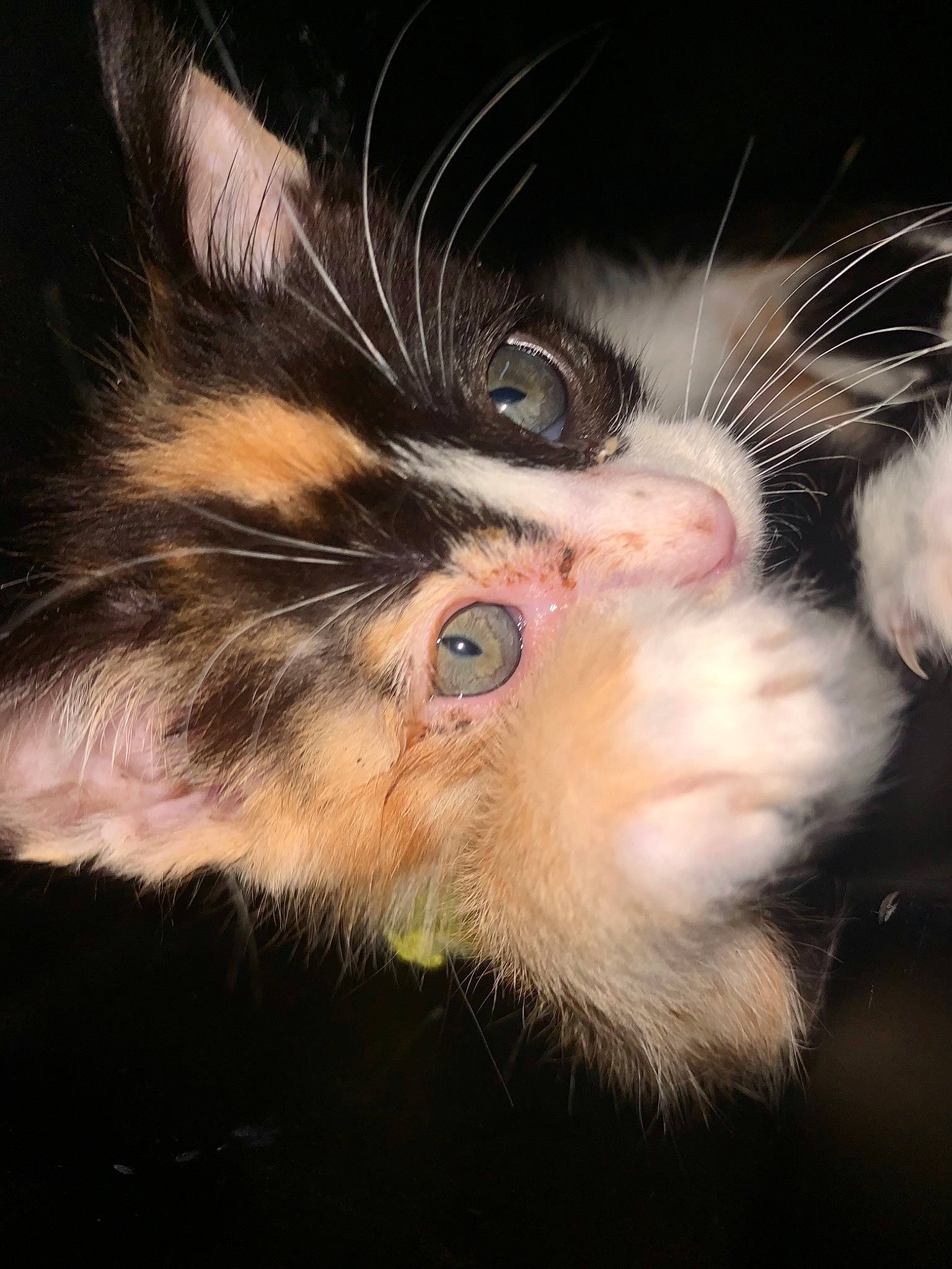 Freckles joined the competition — help win amazing prizes! carnivore, cat, claw, darkness, domestic_short_haired_cat, ear, felidae, fur, paw, small_to_medium_sized_cats, snout, whiskers