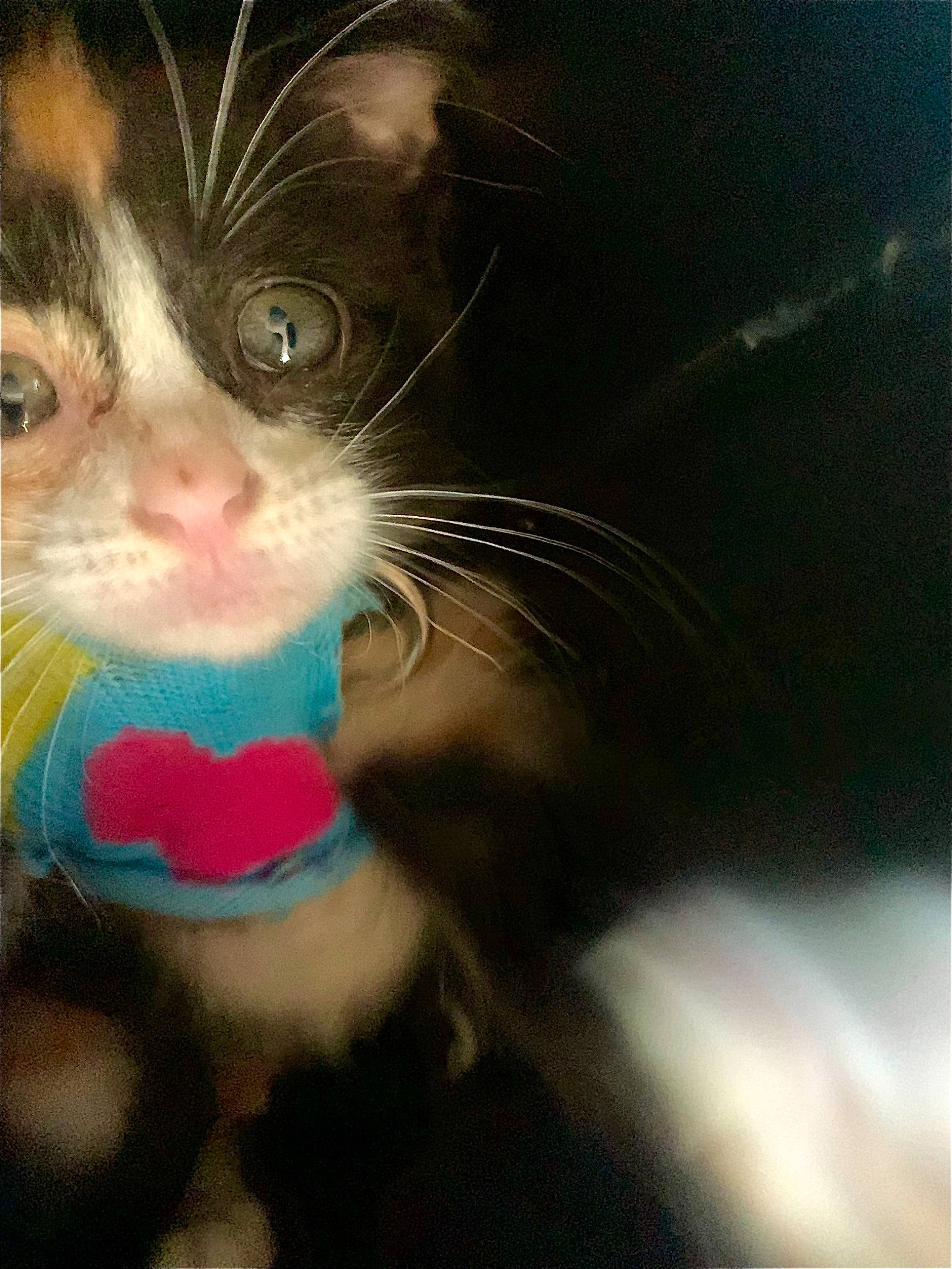 Freckles is registered to the contest to win money with this photo: black_cat, carnivore, cat, claw, domestic_short_haired_cat, electric_blue, eyelash, felidae, fur, hair, head, moustache, paw, small_to_medium_sized_cats, snout, tail, terrestrial_animal, whiskers