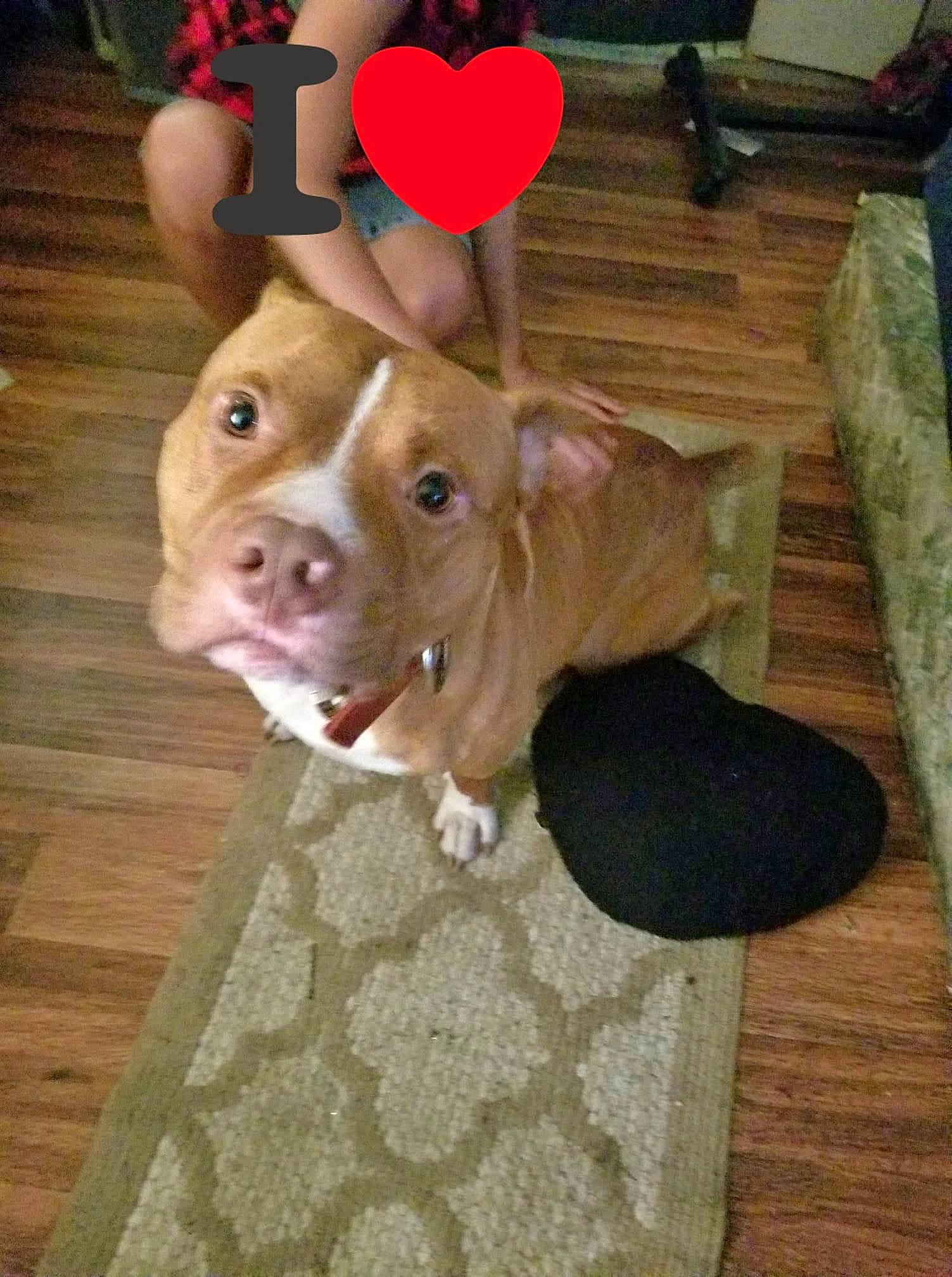 Zeus joined the competition — help win amazing prizes! art, baking, canidae, companion_dog, dog, dog_breed, fawn, floor, flooring, fur, hardwood, ingredient, liver, sporting_group, tableware, tail, whiskers, wood, wood_stain, working_animal