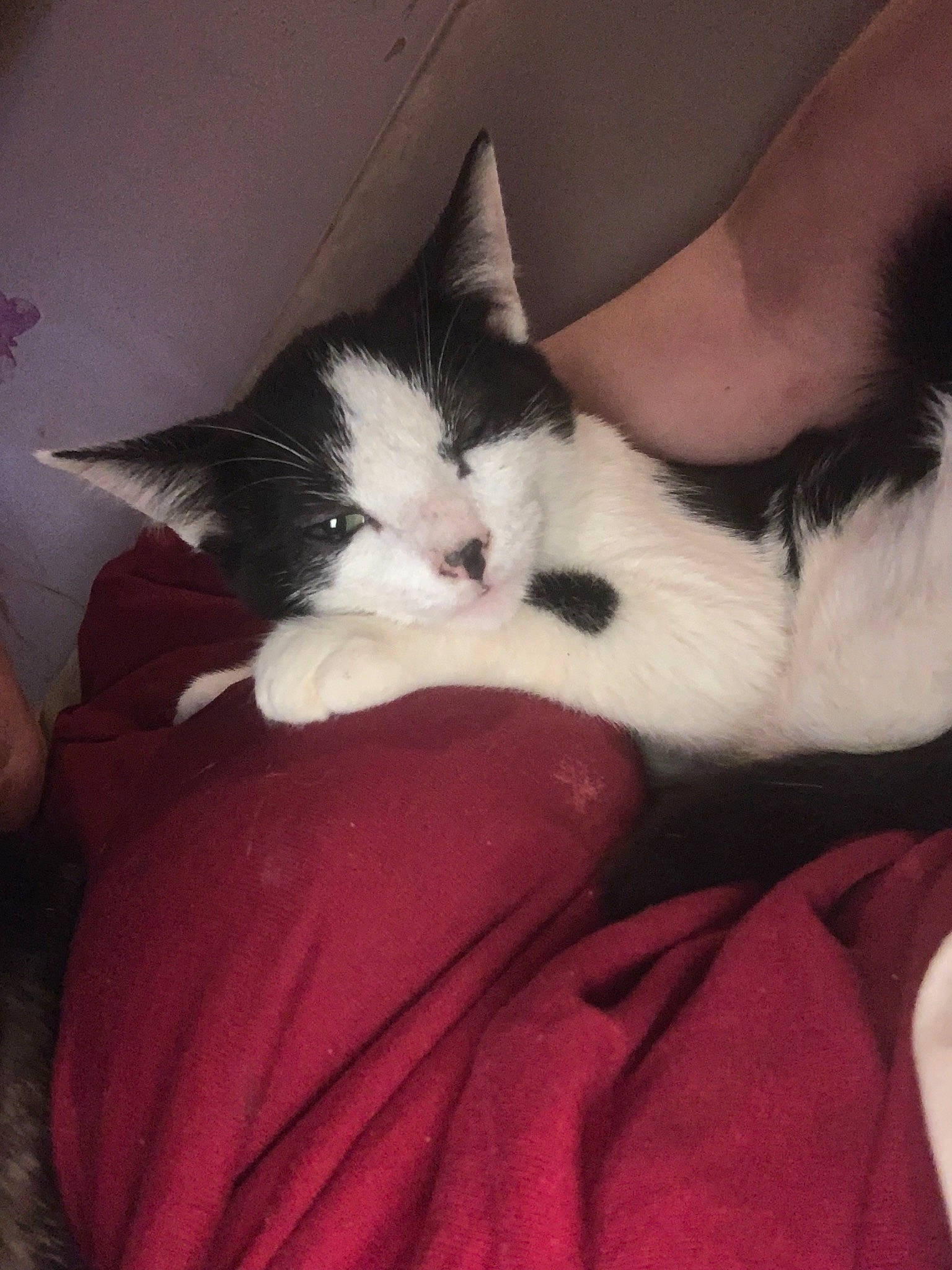 Luna joined the competition — help win amazing prizes! bed, carmine, carnivore, cat, claw, cloud, comfort, domestic_short_haired_cat, felidae, foot, fur, human_leg, lap, nap, paw, small_to_medium_sized_cats, snout, tail, thigh, whiskers