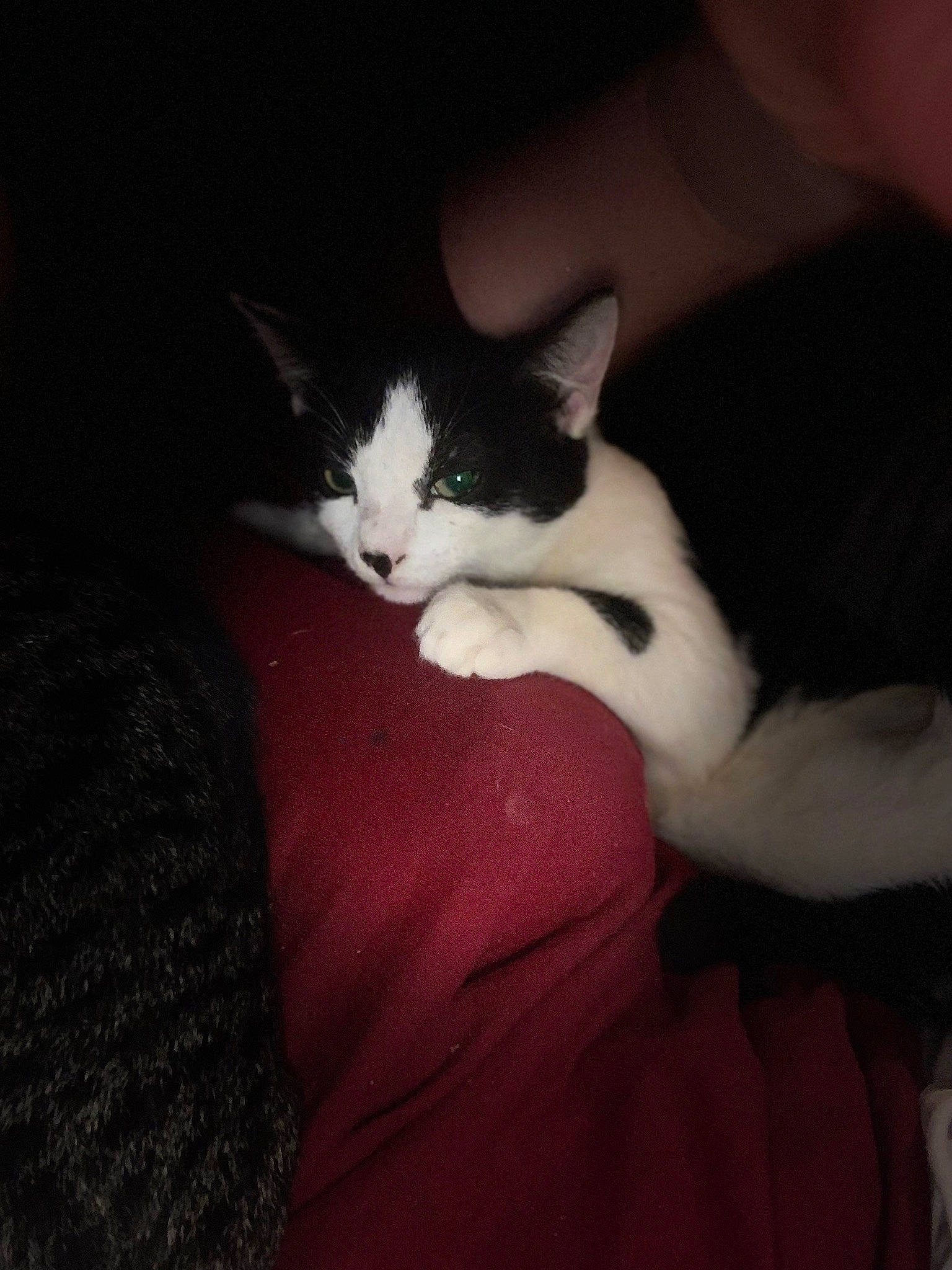 Luna joined the competition — help win amazing prizes! black_cat, carnivore, cat, comfort, darkness, domestic_short_haired_cat, felidae, foot, fur, gesture, grey, human_leg, lap, paw, plant, small_to_medium_sized_cats, snout, tail, thigh, whiskers