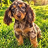 puppy, dog, long_ears, floppy_ears, brown_fur, black_fur, tan_markings, blue_eyes, portrait, outdoor, grass, garden, sunlight, golden_hour, bokeh, close_up, sitting, pet, cute, animal