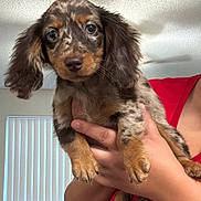Allie joined the competition — help win amazing prizes! puppy, dog, brown_and_tan, floppy_ears, long_hair, portrait, close_up, pet, animal, being_held, person, hands, red_shirt, indoor, home, window, vertical_blinds, cute, adorable, photography
