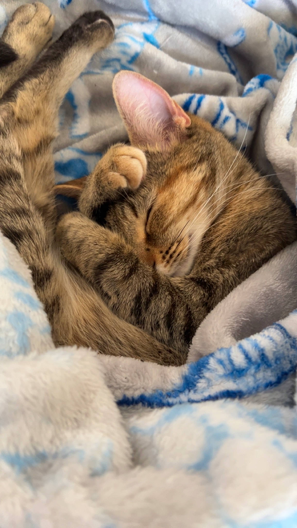 Alice joined the competition — help win amazing prizes! carnivore, cat, close_up, comfort, domestic_short_haired_cat, eye, fawn, felidae, fur, gesture, grass, nap, paw, small_to_medium_sized_cats, snout, terrestrial_animal, textile, tree, whiskers, wildlife