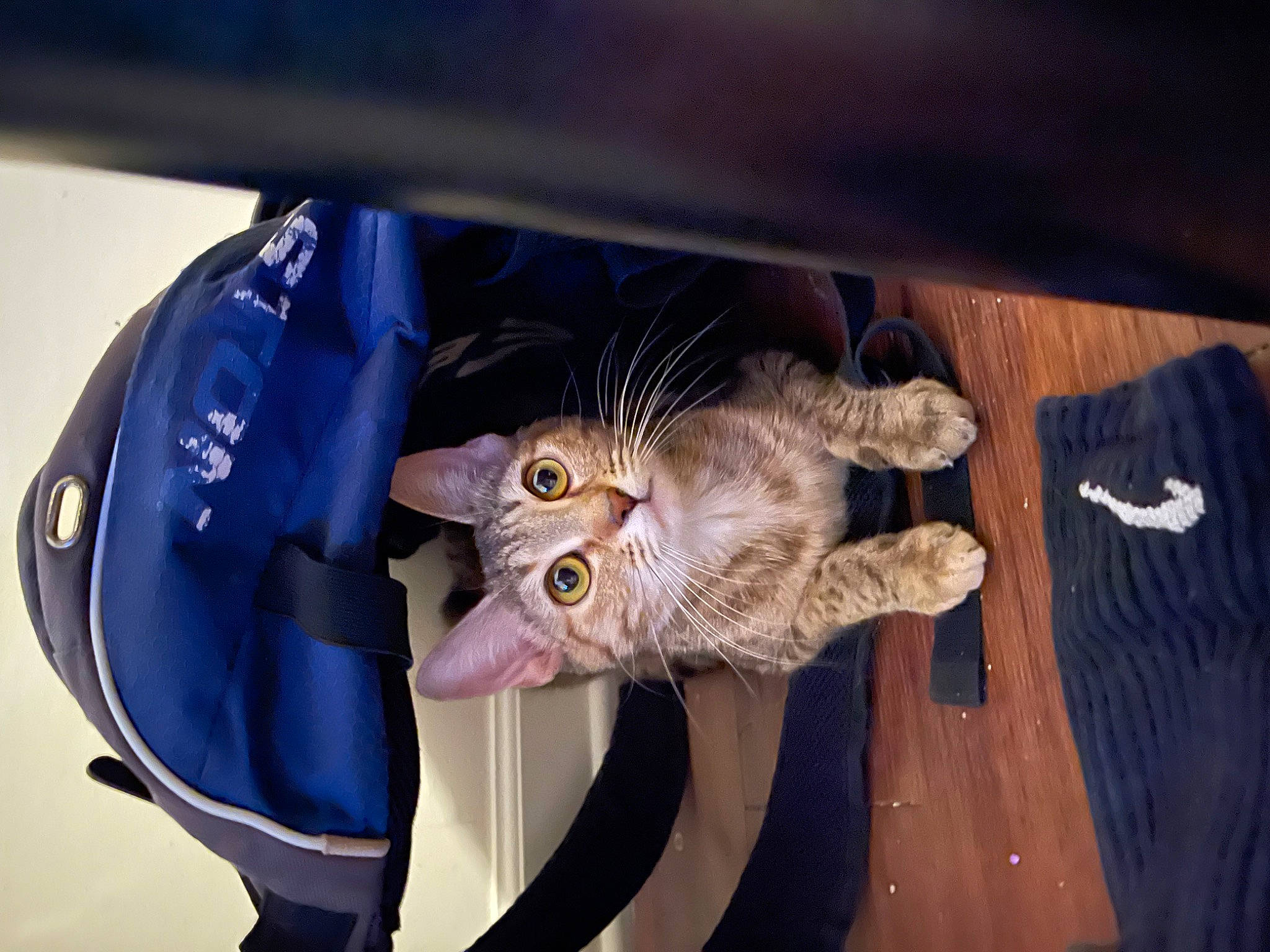 Alice is registered to the contest to win money with this photo: carnivore, cat, comfort, domestic_short_haired_cat, electric_blue, felidae, fur, small_to_medium_sized_cats, tail, whiskers, wood