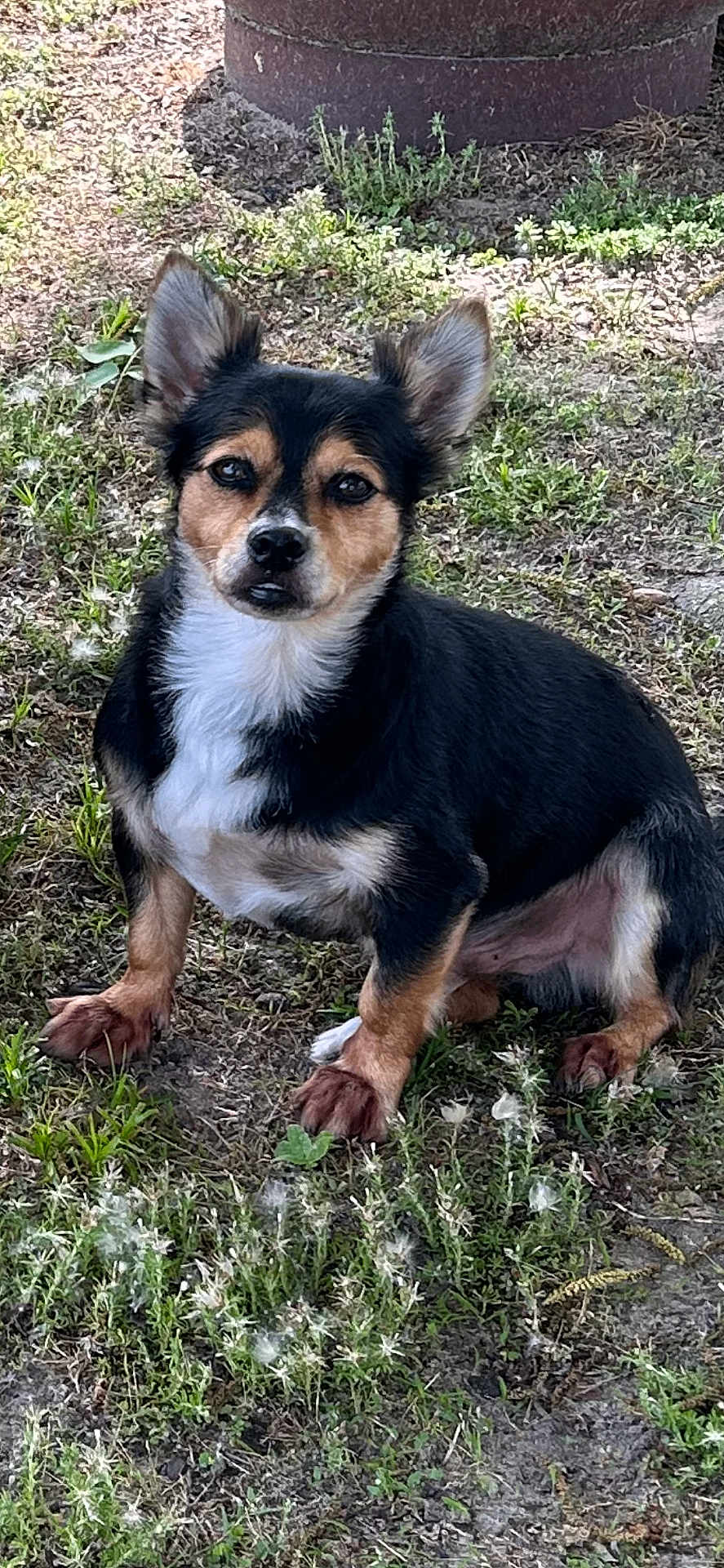 Shorty joined the competition — help win amazing prizes! alert, animal, black, canine, cute, daylight, dog, ears, face, fur, grass, ground, nature, outdoor, pet, plants, portrait, sitting, small, tan