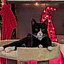 cat, black_and_white, cat_tree, stocking, holiday_decor, red_lights, indoor, cozy, pet, feline, whiskers, paws, relaxed, festive, ornaments, shelf, plush, soft, christmas, decorations