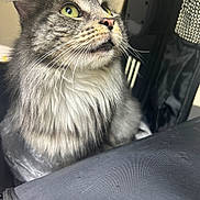 Mochi is registered to the contest to win money with this photo: cat, fluffy, green_eyes, indoor, curious, close_up, pet, feline, whiskers, gray_fur, soft_lighting, domestic_animal, portrait, animal_face, background_blur, cozy, looking_up, tabby, cute, animal