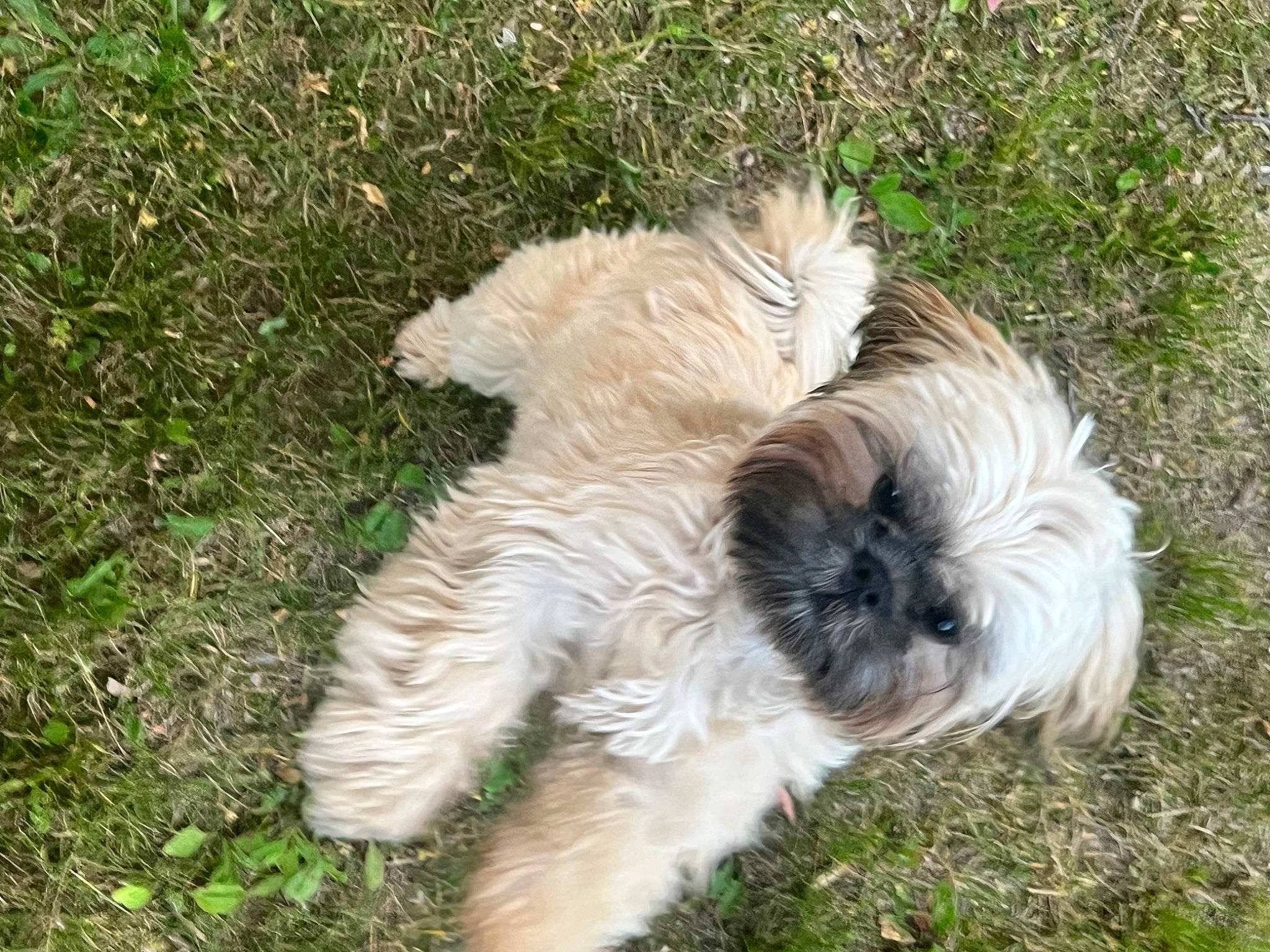 Reese joined the competition — help win amazing prizes! canidae, carnivore, companion_dog, dog, dog_breed, fur, grass, maltepoo, plant, puppy, shih_tzu, small_terrier, snout, sporting_group, tail, terrestrial_animal, terrier, toy_dog, water_dog, working_animal