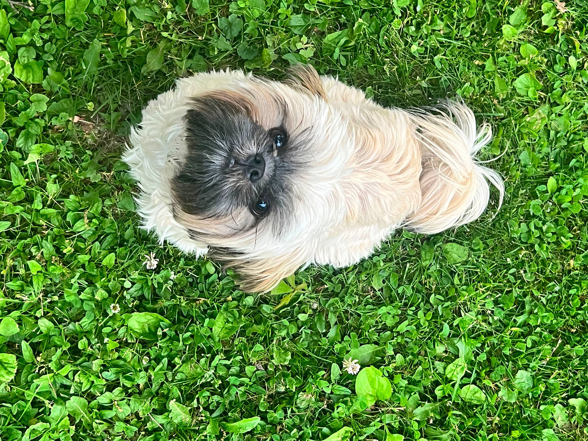 Reese is registered to the contest to win money with this photo: canidae, companion_dog, dog, dog_breed, fur, grass, groundcover, liver, non_sporting_group, sporting_group, tail