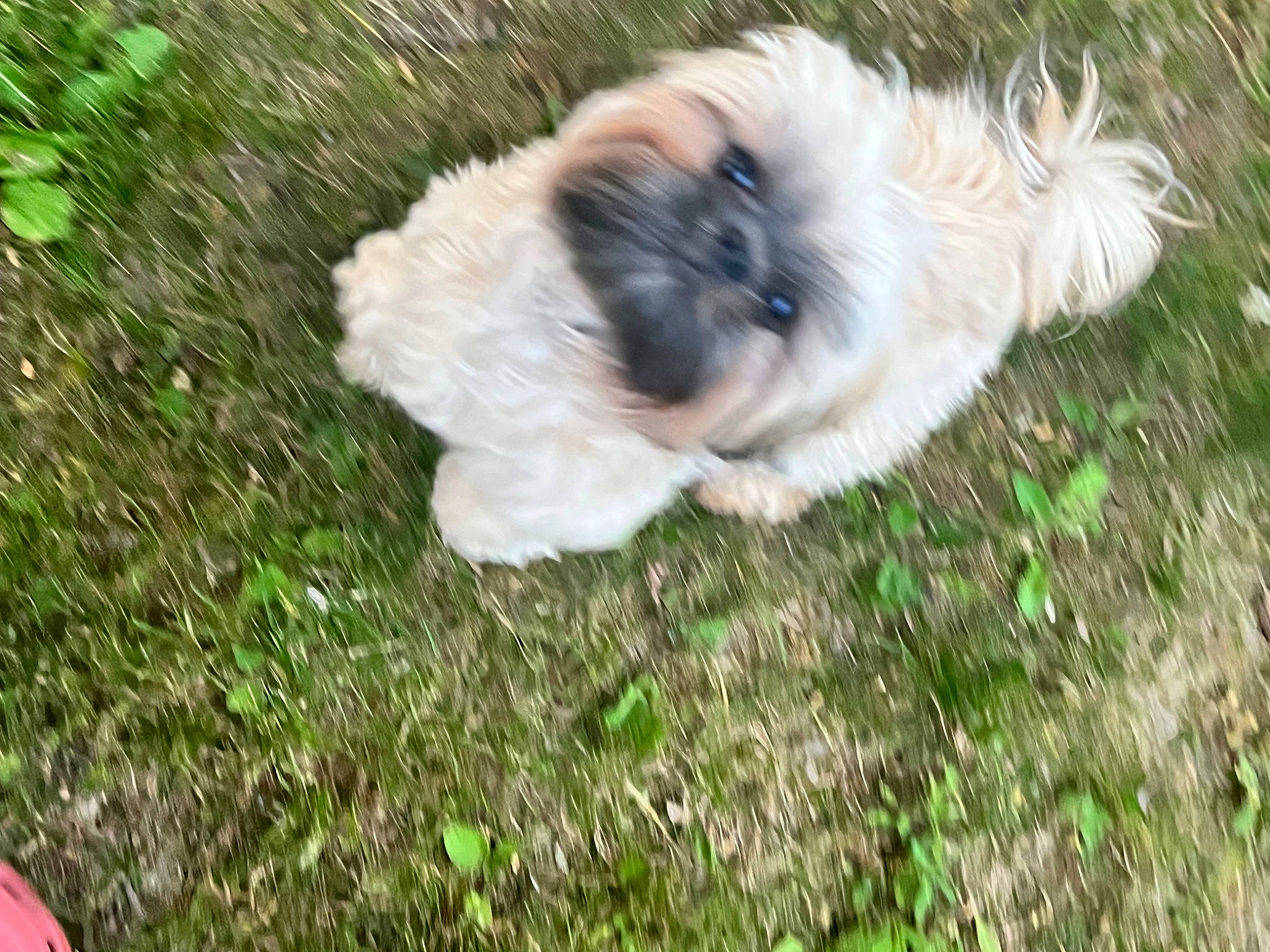 Reese is registered to the contest to win money with this photo: canidae, carnivore, companion_dog, dog, dog_breed, fawn, fur, grass, lawn, maltepoo, plant, shih_tzu, snout, sporting_group, tail, terrestrial_animal, terrier, toy_dog, whiskers, working_animal