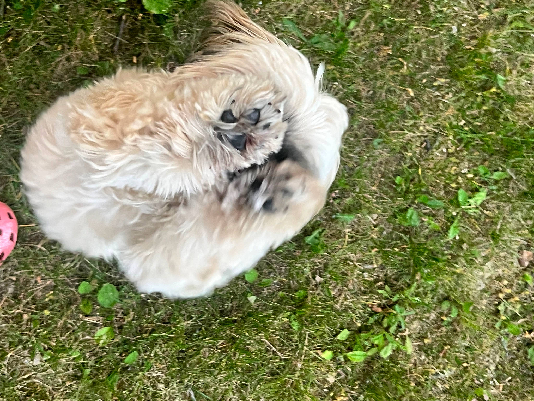 Reese is registered to the contest to win money with this photo: beak, bird, canidae, carnivore, companion_dog, dog_breed, feather, felidae, fur, grass, groundcover, liver, plant, poultry, shih_tzu, soil, sporting_group, tail, terrestrial_animal, toy_dog