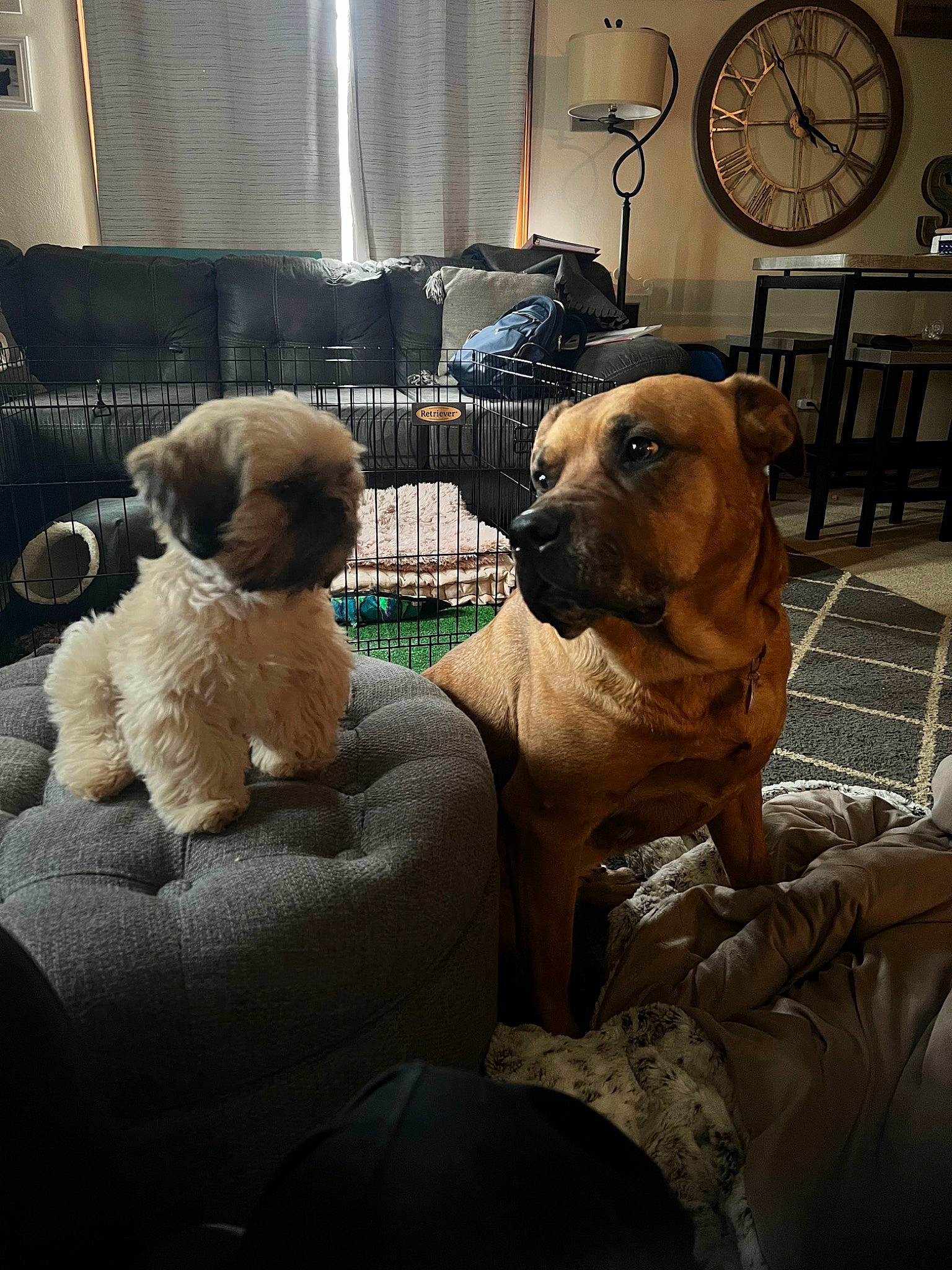 Bailey joined the competition — help win amazing prizes! canidae, carnivore, chair, cloud, comfort, companion_dog, dog, dog_breed, fawn, fur, metal, picture_frame, room, snout, sporting_group, stuffed_toy, toy, toy_dog, window, working_animal