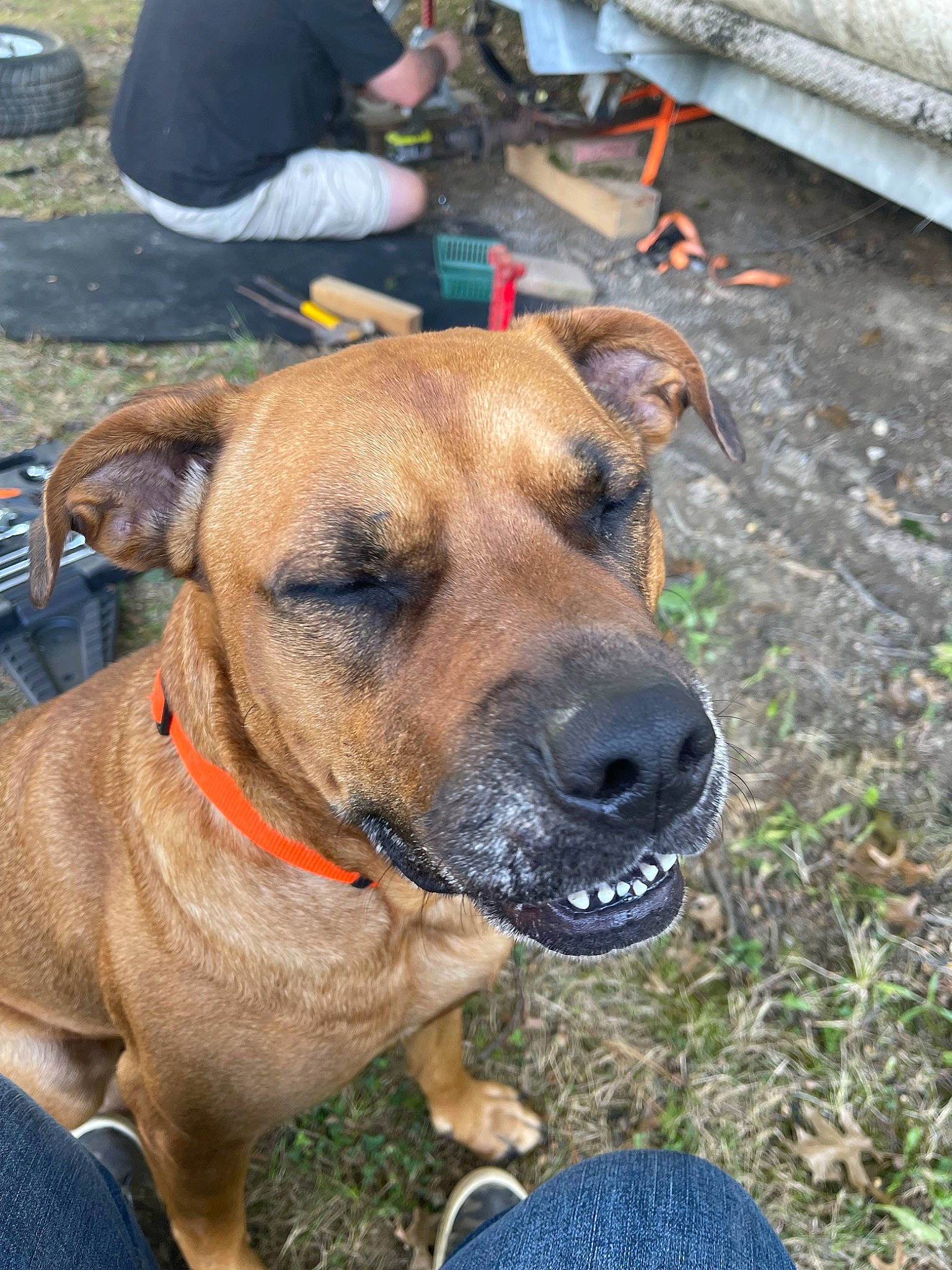 Bailey is registered to the contest to win money with this photo: ancient_dog_breeds, canidae, carnivore, collar, companion_dog, dog, dog_breed, dog_collar, fawn, giant_dog_breed, guard_dog, hound, law_enforcement, molosser, plant, snout, sporting_group, whiskers, working_animal, working_dog