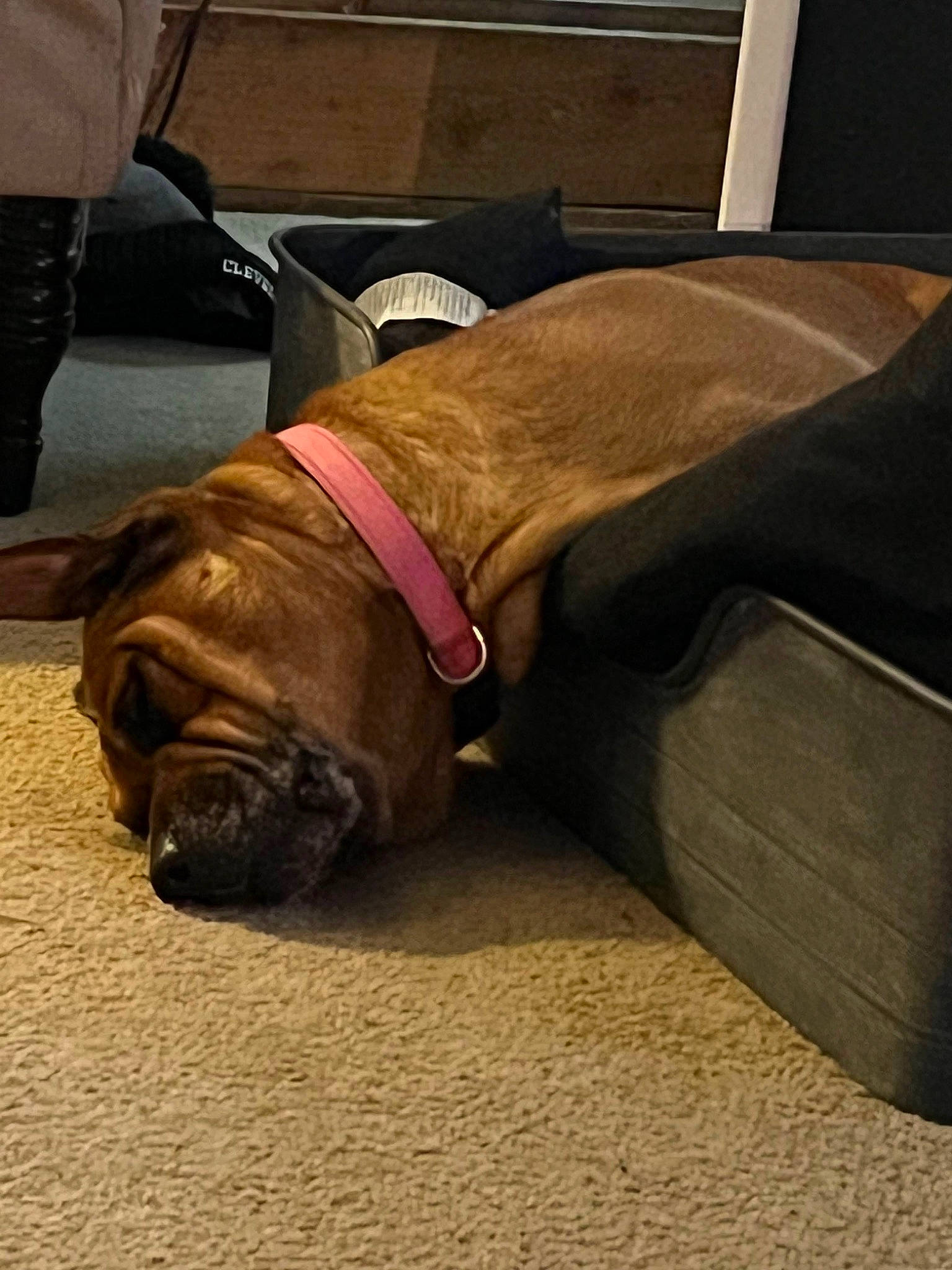 Bailey joined the competition — help win amazing prizes! carnivore, collar, comfort, companion_dog, dog, dog_breed, dog_collar, dog_supply, fawn, flooring, fur, leash, liver, pet_supply, snout, sporting_group, tail, wood, working_animal, wrinkle