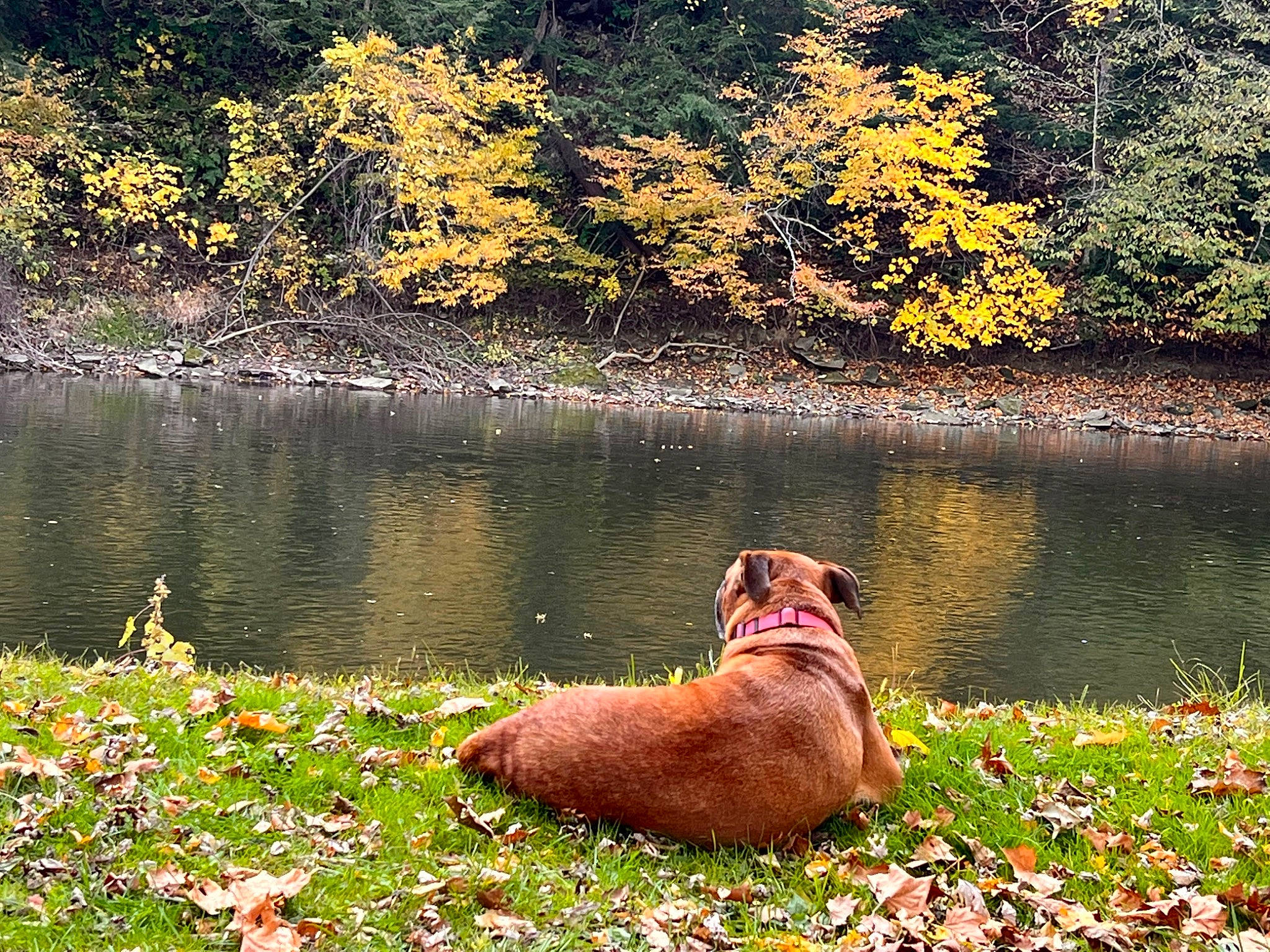 Bailey joined the competition — help win amazing prizes! bank, carnivore, companion_dog, deciduous, dog, dog_breed, fawn, grass, lacustrine_plain, lake, landscape, natural_landscape, people_in_nature, plant, sunlight, tints_and_shades, tree, water, water_resources, watercourse