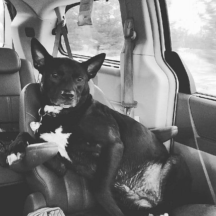 Cocoa joined the competition — help win amazing prizes! automotive_lighting, black_and_white, carnivore, cloud, comfort, companion_dog, dog, dog_breed, hood, monochrome, monochrome_photography, snout, style, tints_and_shades, toy_dog, vehicle, vehicle_door, whiskers, windshield, working_animal