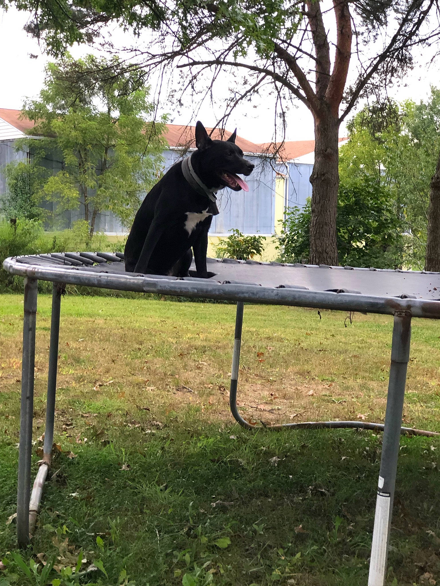 Cocoa is registered to the contest to win money with this photo: canidae, carnivore, companion_dog, dog, dog_breed, felidae, grass, guard_dog, lawn, outdoor_furniture, outdoor_table, plant, shade, sky, small_to_medium_sized_cats, sporting_group, table, tail, tree, window