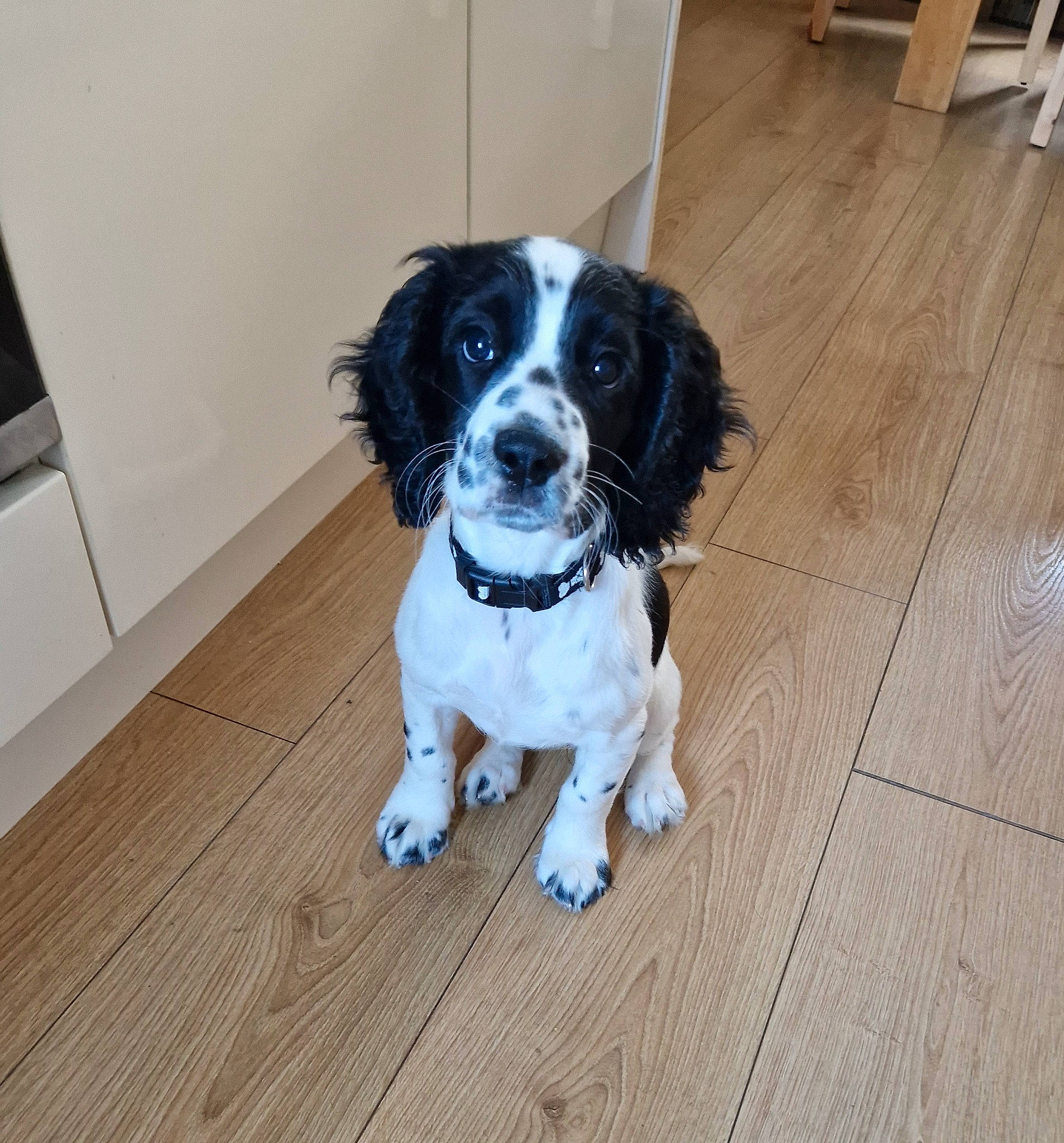 Florence joined the competition — help win amazing prizes! carnivore, collar, companion_dog, dog, dog_breed, dog_supply, door, floor, flooring, fur, hardwood, laminate_flooring, snout, sporting_group, tail, toy_dog, whiskers, wood, wood_flooring, wood_stain