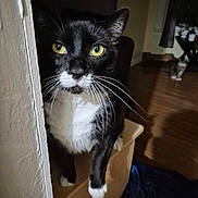 Mittens joined the competition — help win amazing prizes! cat, tuxedo_cat, indoor, whiskers, yellow_eyes, curious, wooden_floor, pet, animal, feline, black_and_white, domestic_cat, two_cats, corner, house, fur, paws, quiet, background, cozy