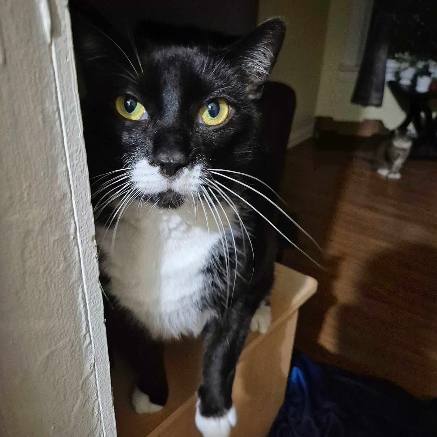 Mittens joined the competition — help win amazing prizes! animal, background, black_and_white, cat, corner, cozy, curious, domestic_cat, feline, fur, house, indoor, paws, pet, quiet, tuxedo_cat, two_cats, whiskers, wooden_floor, yellow_eyes