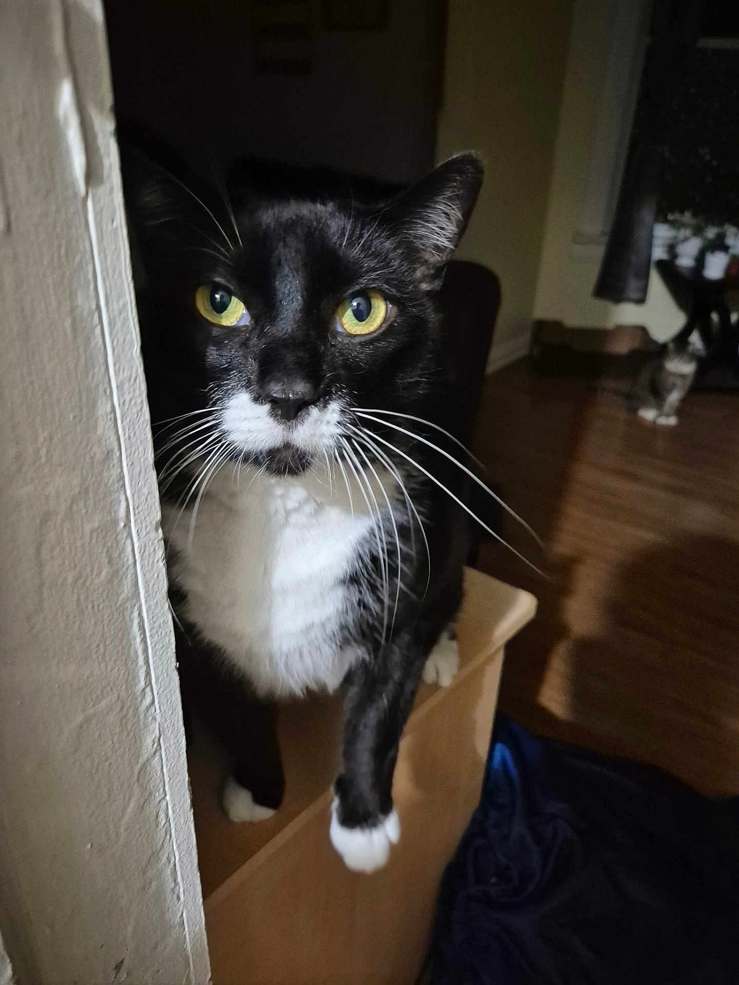 Mittens joined the competition — help win amazing prizes! cat, tuxedo_cat, indoor, whiskers, yellow_eyes, curious, wooden_floor, pet, animal, feline, black_and_white, domestic_cat, two_cats, corner, house, fur, paws, quiet, background, cozy