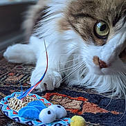 Leopold a rejoint le concours — aidez-le/la à gagner de superbes lots ! cat, close_up, toy_mouse, green_eyes, fluffy_fur, curious, indoor, patterned_rug, whiskers, paws, pet, animal, playful, colorful_toy, focus, feline, soft_fur, domestic_cat, relaxed, household