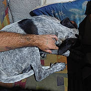 Aragog participe au concours pour gagner de l'argent avec cette photo : dog, pet, hand, couch, cushion, tattoo, fur, indoor, resting, patterned_fabric, black_and_white, comfort, relaxation, animal, human, touch, close_up, sleeping, paw, furniture