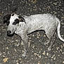 Aragog participe au concours pour gagner de l'argent avec cette photo : dog, animal, pet, gravel, outdoor, night, flash, curious, speckled, standing, tail, ears, black_and_white, cable, ground, canine, spot, looking, alone, nature