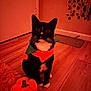 cat, tuxedo_cat, pet, indoor, wooden_floor, plush_pumpkin, pumpkin_toy, costume, scarf, rug, whiskers, paws, big_eyes, ears, wall, vines, low_light, orange_tone, portrait, cute