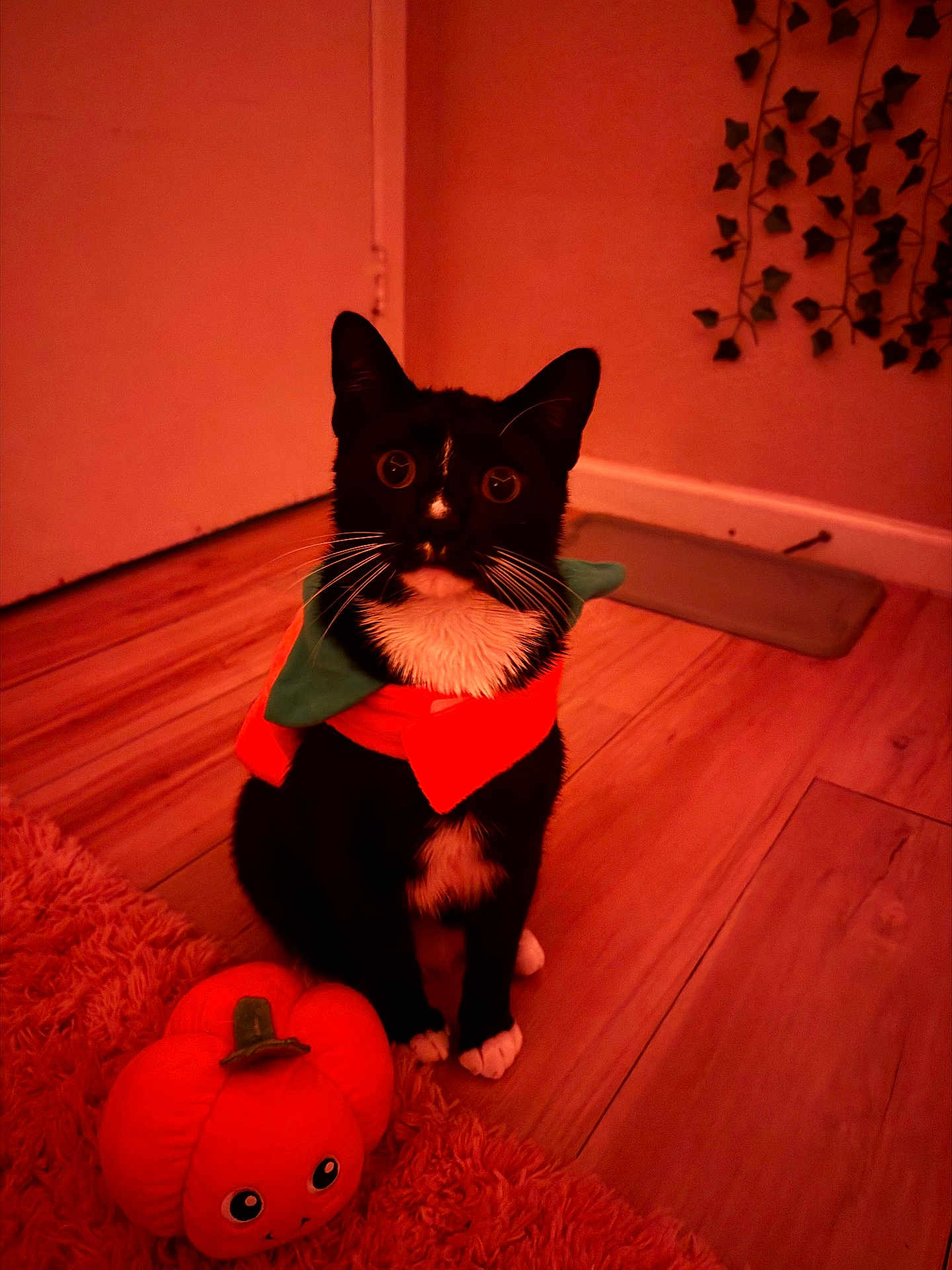 Truly joined the competition — help win amazing prizes! cat, tuxedo_cat, pet, indoor, wooden_floor, plush_pumpkin, pumpkin_toy, costume, scarf, rug, whiskers, paws, big_eyes, ears, wall, vines, low_light, orange_tone, portrait, cute