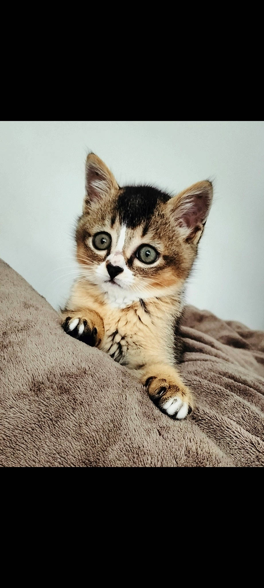 Dobby participe au concours pour gagner de l'argent avec cette photo : carnivore, cat, claw, comfort, domestic_short_haired_cat, fawn, felidae, foot, fur, paw, photo_caption, sitting, small_to_medium_sized_cats, snout, tail, terrestrial_animal, whiskers, wildlife, wood