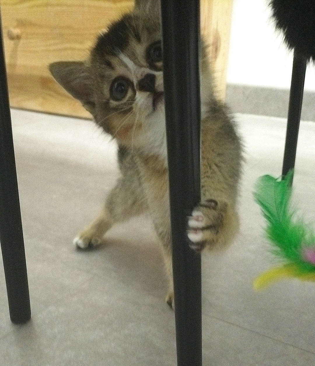 Dobby participe au concours pour gagner de l'argent avec cette photo : carnivore, cat, cat_toy, claw, domestic_short_haired_cat, door, fawn, felidae, fur, metal, palm_tree, paw, photo_caption, plant, small_to_medium_sized_cats, snout, tail, terrestrial_animal, whiskers, wildlife