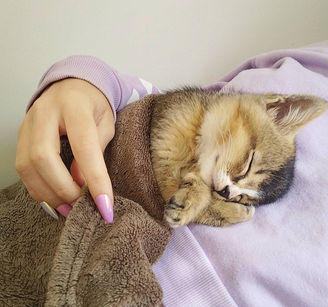 Dobby participe au concours pour gagner de l'argent avec cette photo : bed, carnivore, cat, claw, comfort, companion_dog, domestic_short_haired_cat, fawn, felidae, fur, gesture, linens, nail, paw, sleeve, small_to_medium_sized_cats, snout, tail, whiskers, wrinkle