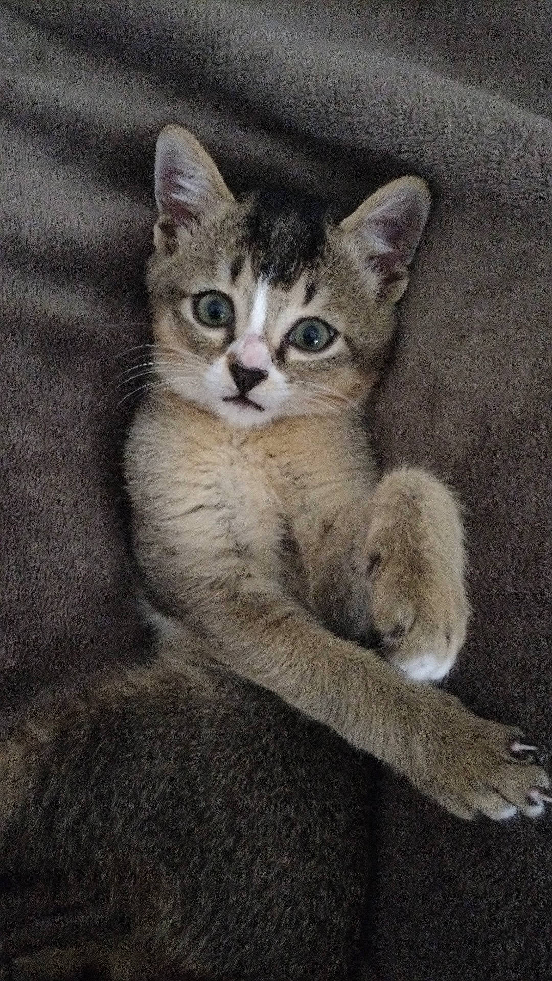 Dobby participe au concours pour gagner de l'argent avec cette photo : carnivore, cat, claw, domestic_short_haired_cat, door, felidae, fur, grey, paw, sitting, small_to_medium_sized_cats, snout, tail, terrestrial_animal, whiskers, wildlife, window